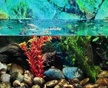 Fische sicher umsiedeln Aquarium mit Korallen und bunten Fischen – Fische sicher umsiedeln