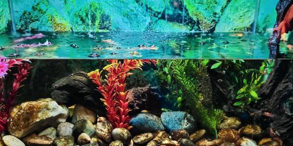 Aquarium mit Korallen und bunten Fischen – Aquarium-Umzug Königstein