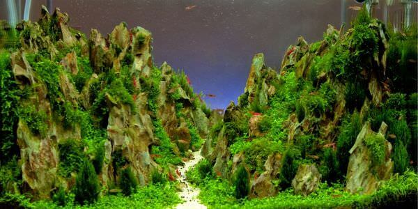 Aquarium mit Felslandschaft und Pflanzen – Umzug mit Aquarium in Königstein