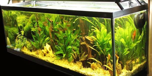 Aquarium-Umzug Königstein: Längliches Aquarium mit grünen Wasserpflanzen