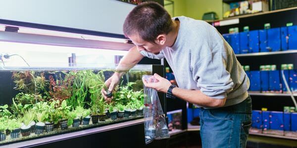 Mann versorgt Aquarienpflanzen vor einem Aquarienregal – Umzug mit Aquarium in Königstein
